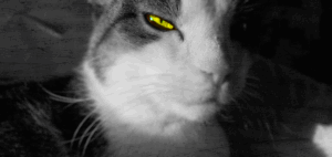 Tinte